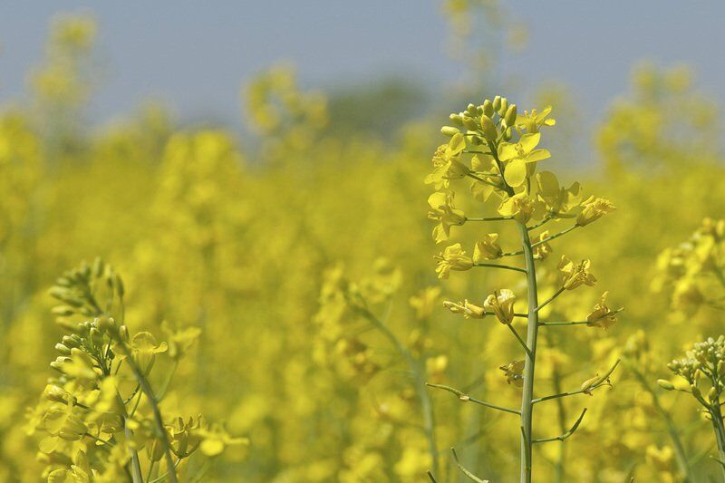 Oklahoma wheat and canola producers should check for fall armyworms